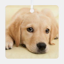 Créez Votre Propre Photo de Compagnon à Quatre Pat