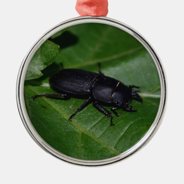 Ornement En Métal Dorcus parallelipipedus, le moindre dendroctone du (Devant)