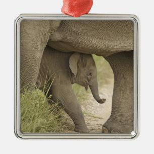 Ornement En Métal Éléphant indien / asiatique et jeune, Corbett