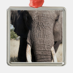 Ornement En Métal Éléphant (Loxodonta africana), Abu Camp 3