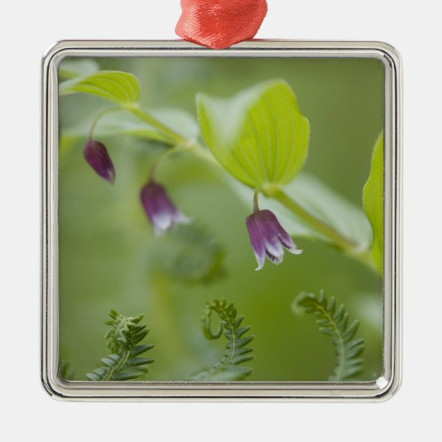 Ornement En Métal États-Unis, Alaska, Glacier Bay National Park. (Devant)