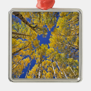 Ornement En Métal États-Unis, Colorado, région d'Aspen. Forêt de tre