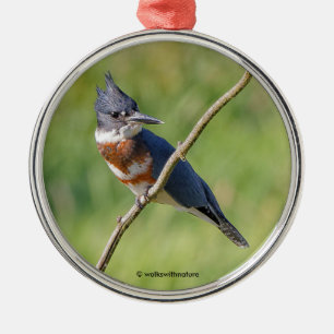 Ornement En Métal Femme Belted Kingfisher dehors sur un membre