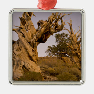 Ornement En Métal Forêt antique de Bristlecone, Montagnes blanches,
