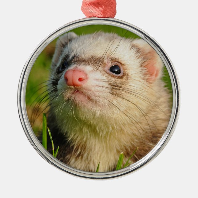 Ornement En Métal Friendly Pet Ferret (Devant)