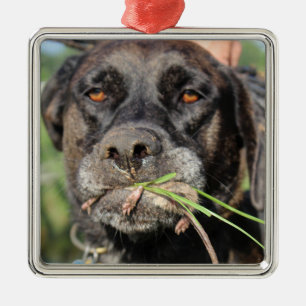 Ornement En Métal Gauchiste et l'ornement de campagnol