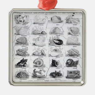 Ornement En Métal Genres de puzzle de coquilles, pub. par W. Edwards