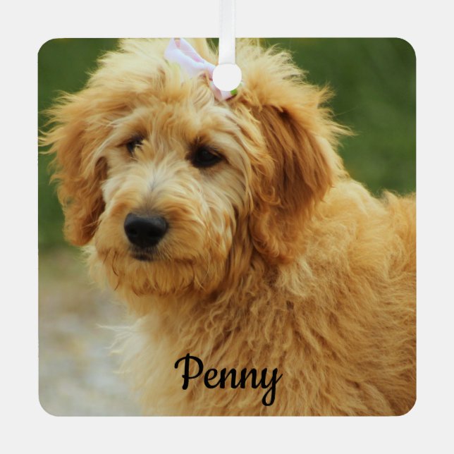 Ornement En Métal Goldendoodle Chien chiot (Recto)