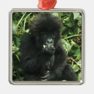 Ornement En Métal Gorille des montagnes, (Gorilla gorilla beringei),