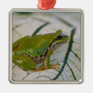 Ornement En Métal Grenouille arboricole du Pacifique sur des fleurs