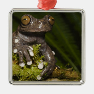 Ornement En Métal Grenouille arboricole Tapichalaca captive Hyloscir