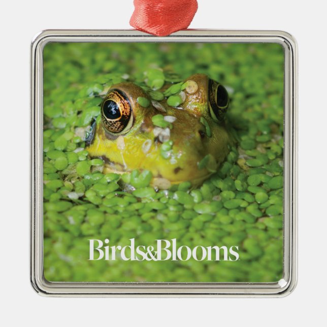 Ornement En Métal Grenouille dans les algues vertes (Devant)