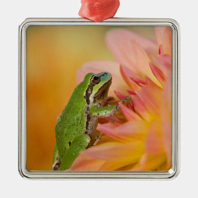 Ornement En Métal Grenouille du Pacifique sur les fleurs dans notre  (Devant)