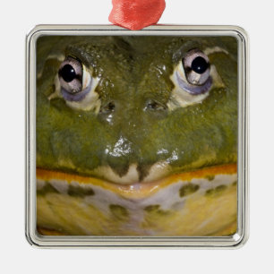 Ornement En Métal Grenouille taureau africaine, Pyxicephalus