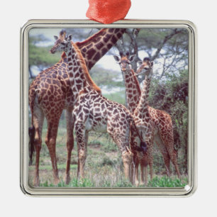 Ornement En Métal Groupe de girafes ou troupeau avec jeunes, Giraffa