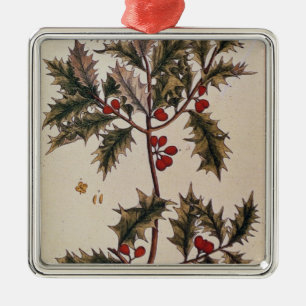 Ornement En Métal Houx "d'un de fines herbes curieux", 1782