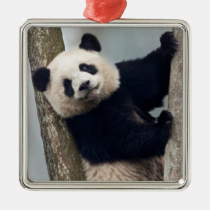 Ornement En Métal Jeune panda grimpant à un arbre, Chine