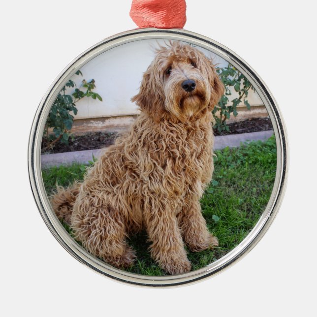 Ornement En Métal Labradoodle Chien chiot (Devant)