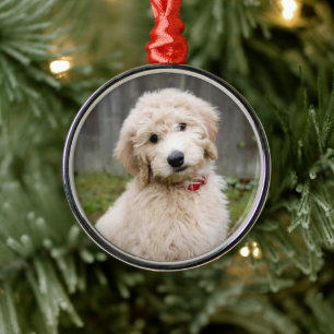 Ornement En Métal Le Chiot De Goldendoodle S'Assis Dans L'Herbe