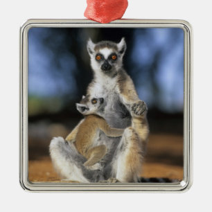 Ornement En Métal Lémur à queue annelée, (Lemur catta), Mère et