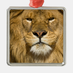 Ornement En Métal Lion de Barbarie d'Afrique, Panthera leo leo, l'un