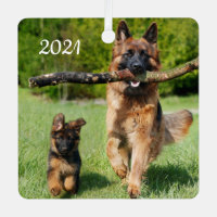 Long Haired Fluffy German Shepherd Dog and Puppy