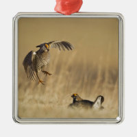 Male prairie chickens at lek in Loup County