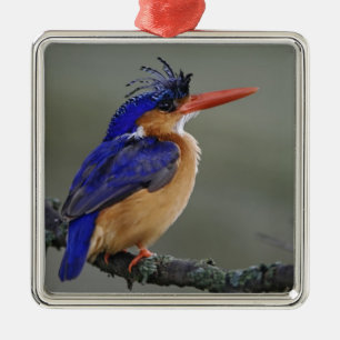 Ornement En Métal Martin-pêcheur à tête bleue, Alcedo cristata, Lac