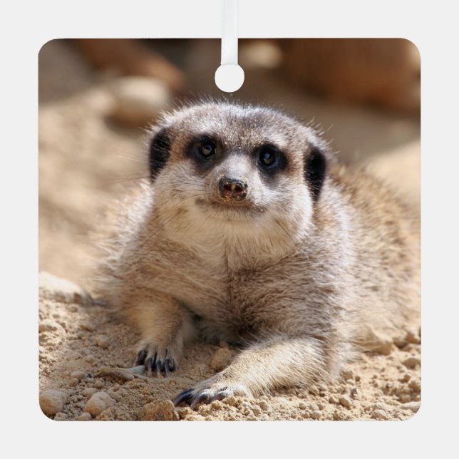 Ornement En Métal Meerkat 174 (Recto)