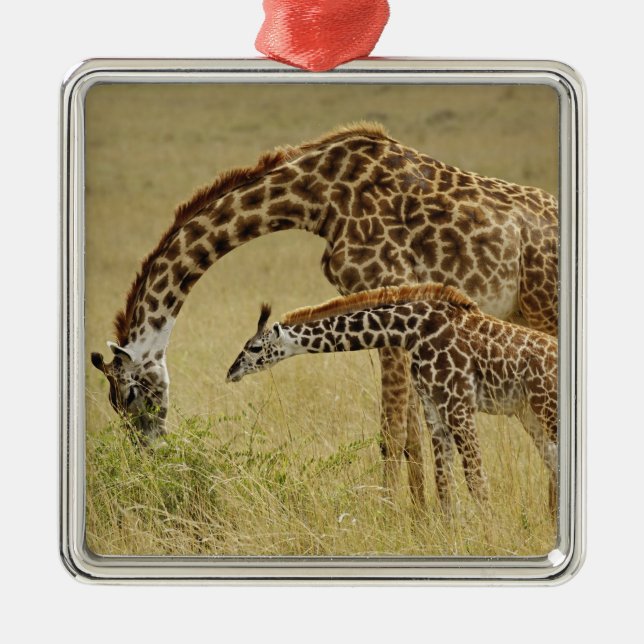 Ornement En Métal Mère et bébé Masai Giraffe, Giraffa (Devant)