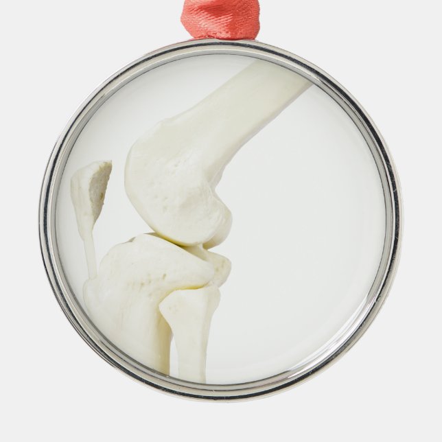 Ornement En Métal Modèle d'articulation de genou de jambe humaine (Devant)