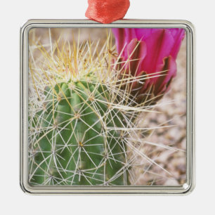 Ornement En Métal N.A., États-Unis, AZ, Phoenix, Jardin botanique du