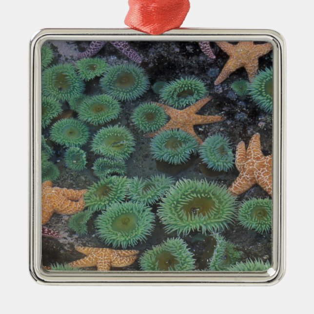 Ornement En Métal N.A., États-Unis, Washington, Parc National Olympi (Devant)