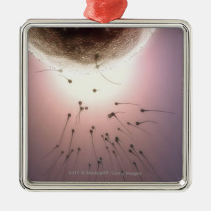 Ornement En Métal Oeuf fertilisé par le sperme