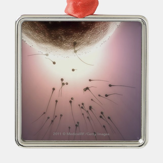 Ornement En Métal Oeuf fertilisé par le sperme (Devant)
