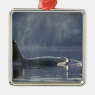 Ornement En Métal Orque adulte femelle (Orcinus Orca), Puget