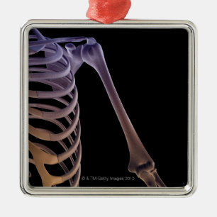 Ornement En Métal Os de l'épaule