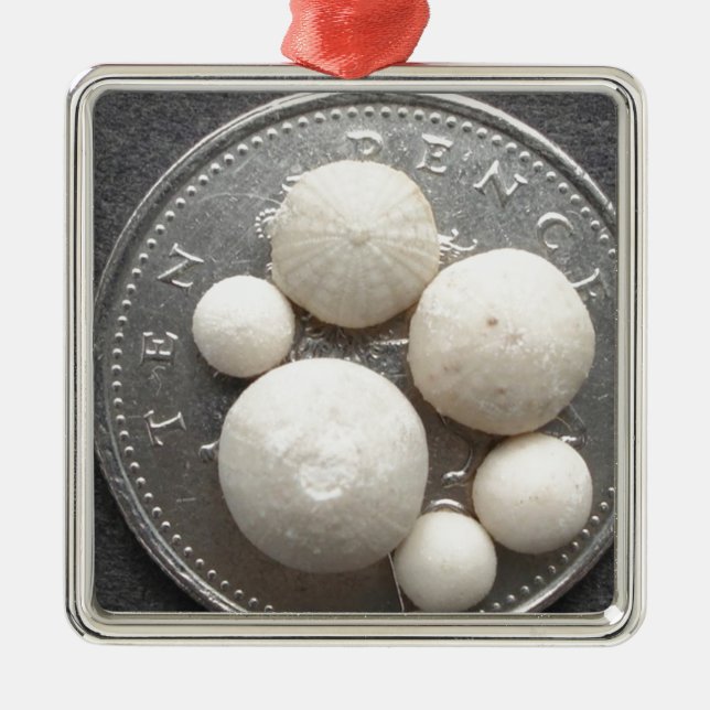 Ornement En Métal Oursins fossiles minuscules sur un morceau 10p (Devant)