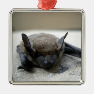 Ornement En Métal Petite chauve-souris brune (Myotis lucifugus)