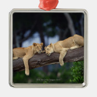Petits animaux de lion se trouvant sur la branche