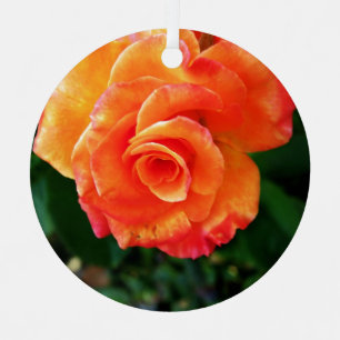 Ornement En Métal Photographie de rose orange vibrante