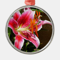 Photographie de Stargazer Lily