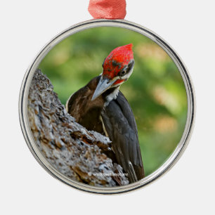 Ornement En Métal Portrait époustouflant de Pic à tête rouge sur un 