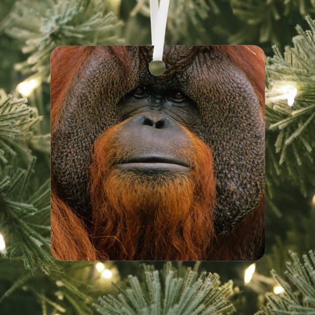 Ornement En Métal Portrait of Orang-utang Male, Georgia, USA (Insitu)