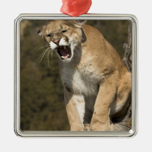 Ornement En Métal Puma ou lion de montagne, puma concolor, En captiv