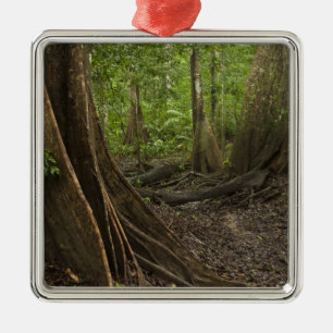 Ornement En Métal Racines de la maîtresse. Rainforest, Mapari Rupunu