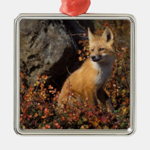 Ornement En Métal renard roux, Vulpes vulpes