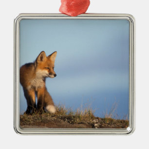 Ornement En Métal renard roux, Vulpes vulpes
