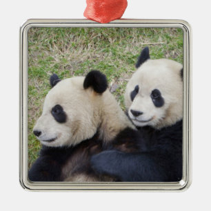 Ornement En Métal Réserve de Wolong, Chine, Panda géant faisant un c