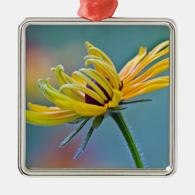 Ornement En Métal Susan Noir-eyed (Devant)